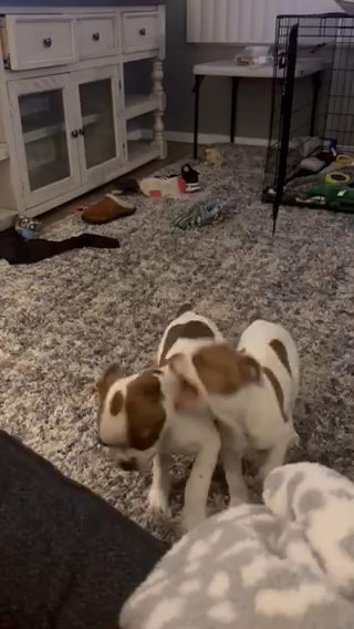 CKC Boston Terrier in Redlands, California