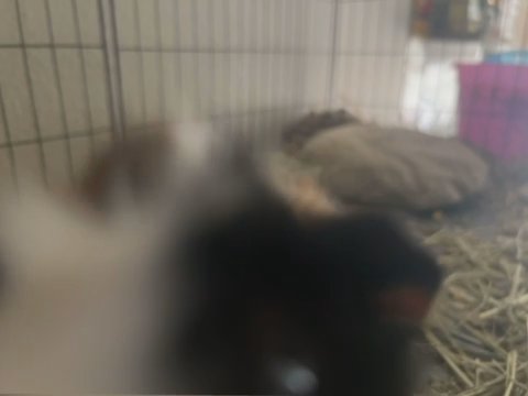 Guinea Pig in Puyallup, Washington