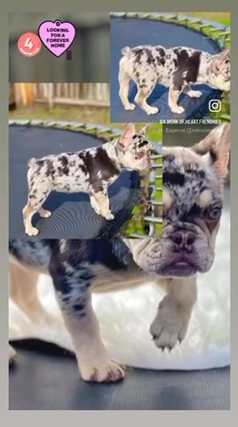 🎀Chocolate & Tan Merle : French bulldog in Lufkin, Texas