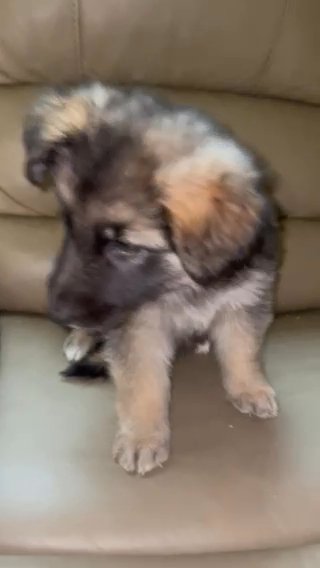 German Shepard Puppy in Houston, Texas