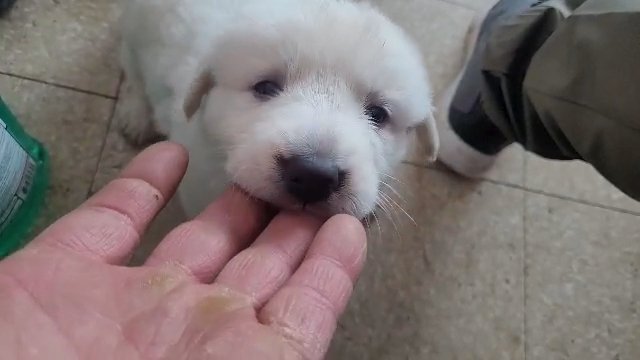 great Pyrenees in Pasco, Washington