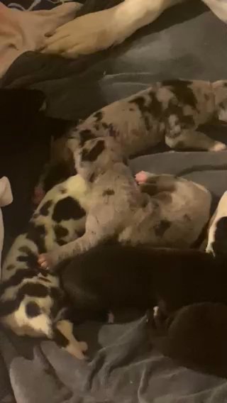 Great Danes Puppies!! in Tampa, Florida