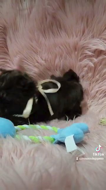 Wanda in San Diego, California