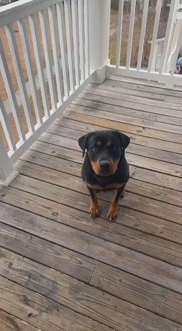 Female Rottie in Charleston, South Carolina