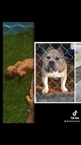 ABKC registered pocket bullies on the way in Myrtle Beach, South Carolina