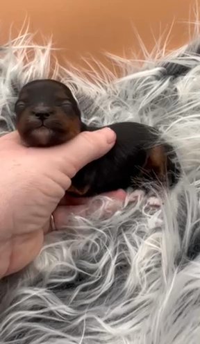 ?SOLD? Yorkie Female~ Lady in Bellingham, Washington