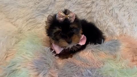 Black And Tan Female Yorkie Jolly in Riverside, California