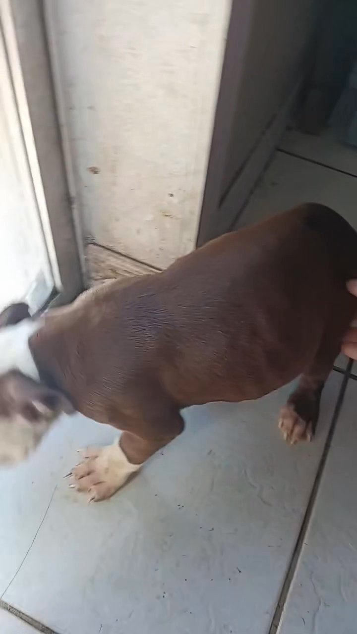 American bulldog in Tampa, Florida
