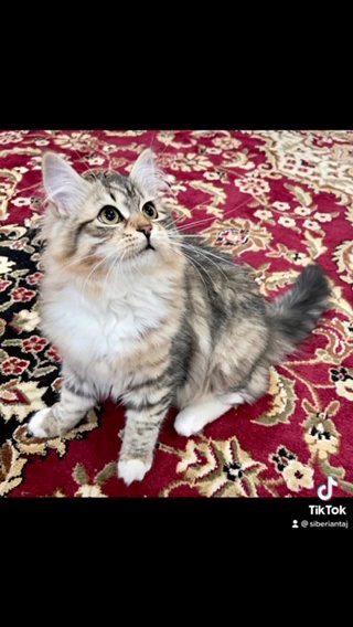 Siberian Kitten TICA registered in White Plains, New York