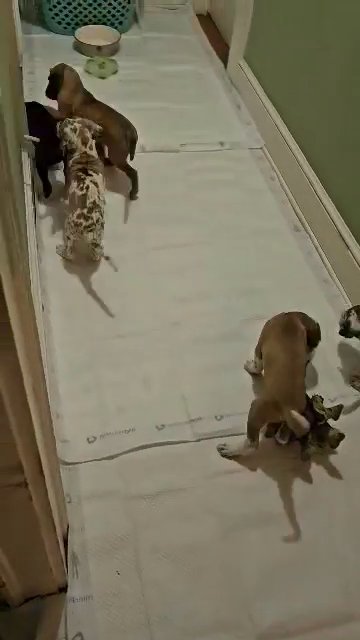 fawn in Greenville, South Carolina