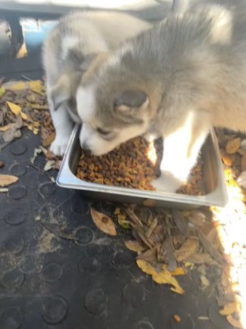 Husky's Puppy's For Sale in Clearwater, Florida
