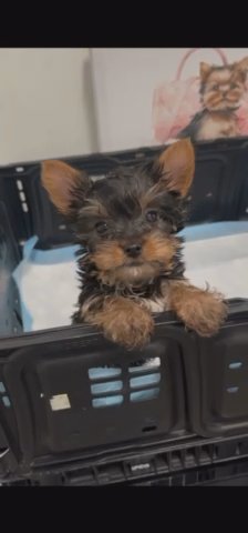 Yorkie in Rancho Cucamonga, California