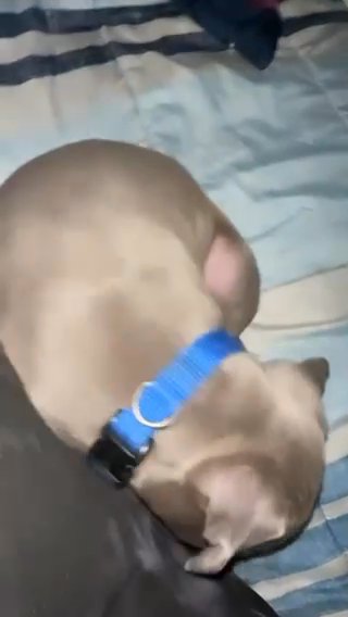 Pit Bull Puppy in Dallas, Texas