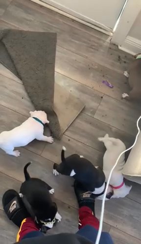 Bullies in Tampa, Florida