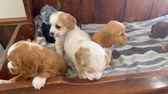 Cocker Spaniel Puppies ? in Mehlville, Missouri