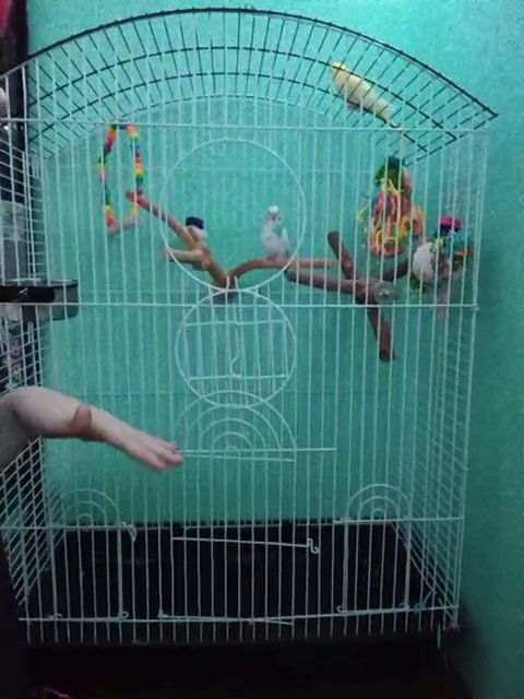 2 Female Parakeets in Delaware, Ohio
