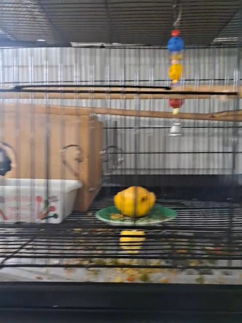 Male and Female Cockatiels in Chula Vista, California