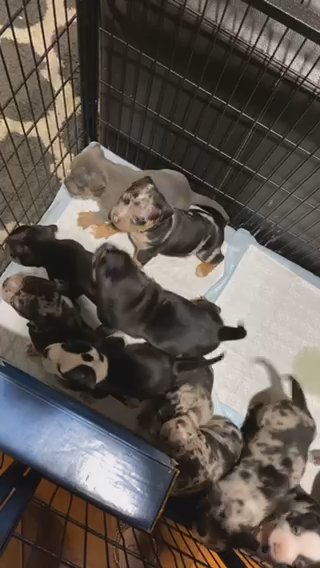 Pocket Bully ABKC in Springfield, Missouri