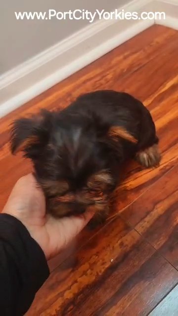 Yorkie Male Puppy Available- Blitzen in Charleston, South Carolina