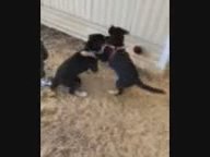Rottweiler/husky mix in Apopka, Florida
