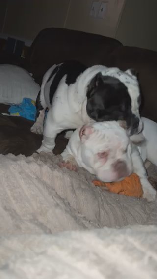 Exotic Micro Bully in Charleston, South Carolina