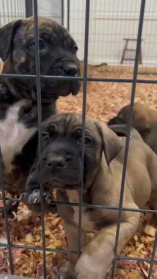 Presa Canario Puppies in Baton Rouge, Louisiana