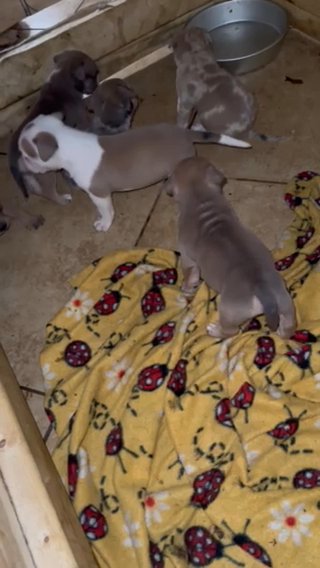 American Bulky Puppies in Fort Myers, Florida
