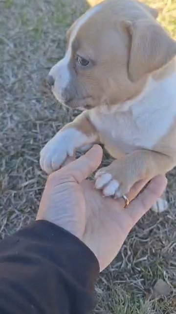 Fawn classic American bully in Greenwood, South Carolina
