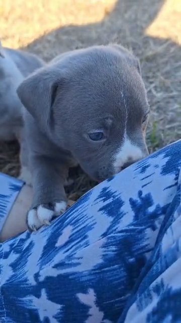 Blue male classic bully in Greenwood, South Carolina
