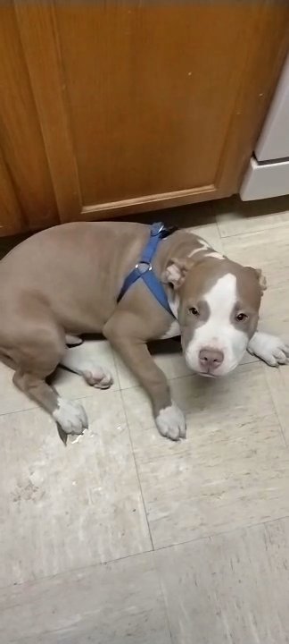 Baby Pitbull For Sale in Henderson, Nevada