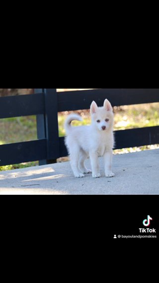 Sable Pomsky-Dino in Baton Rouge, Louisiana