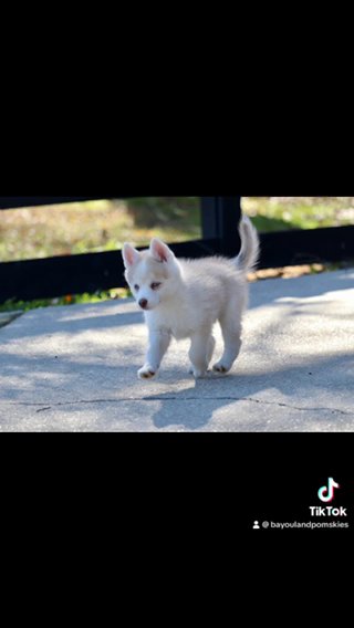 Sable Pomsky-Fred in Baton Rouge, Louisiana