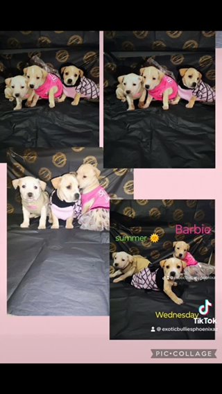 Golden Retriever, Yellow Lab Mix, Puppies in Phoenix, Arizona