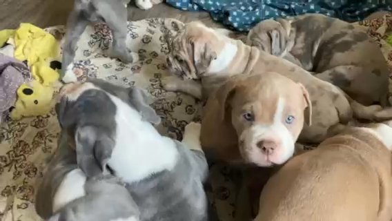 Olde English bulldogs in Madison, Wisconsin