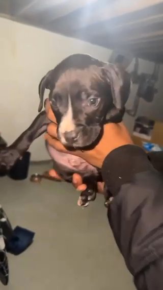 Blackie in Florissant, Missouri