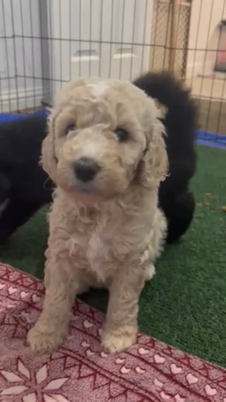 Standard Poodle Puppy in Arroyo Grande, California