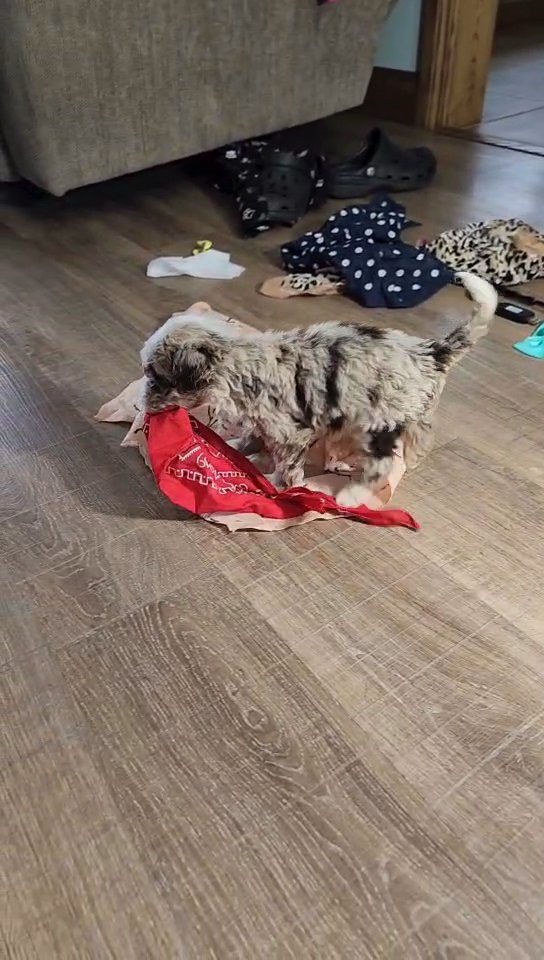 Mini Bernedoodles in Fort Wayne, Indiana
