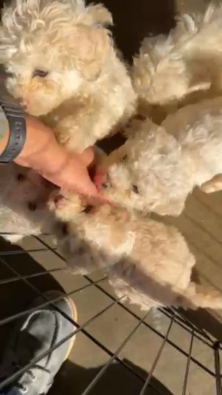 Toy Poodles Looking For A New Home in Corona, California