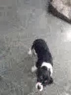 AKC REGISTERED Cavalier King Charles Spaniel Male in Indianapolis, Indiana