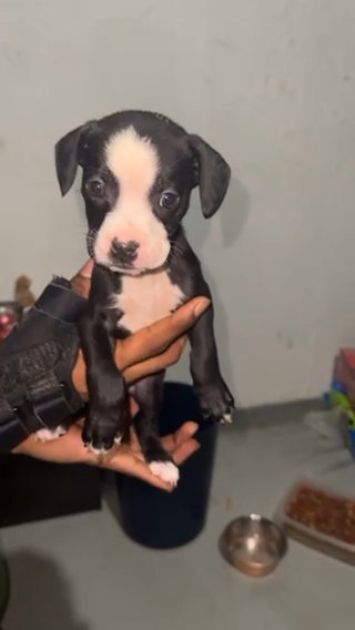 Oreo in Florissant, Missouri