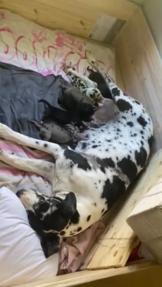 Great Danes Puppies Available!!!! in Tampa, Florida