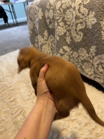 Red Mini Dachshund in New Albany, Indiana