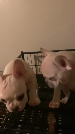 French Bulldog(F) Lilac Fawn in Anaheim, California