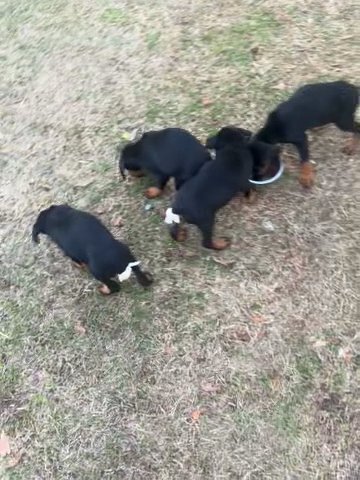 dobermans in Duluth, Georgia