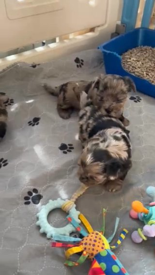 Brindle Merles And KN Black Yorkies in Middleburg, Florida