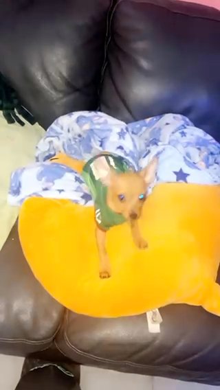 Small Girl Chihuahua in Chicago, Illinois