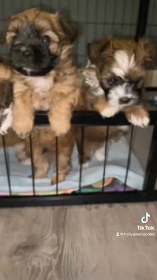 Shorkie Tzu Puppies in Atlanta, Georgia