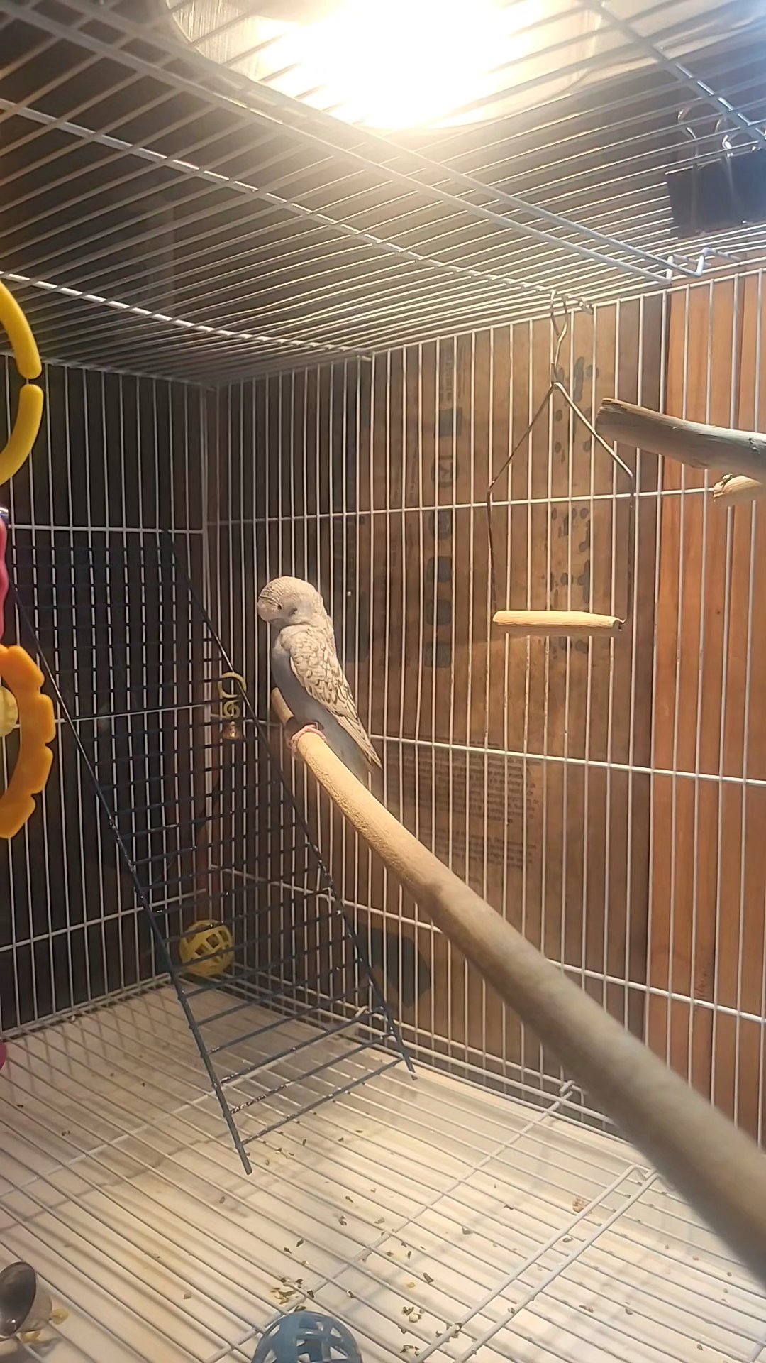 2 Male Parakeets for sale in Orange, Texas