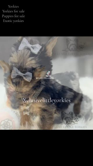 Yorkies Available in Country Club, Florida