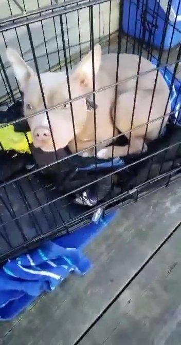 bully pit in Loganville, Georgia